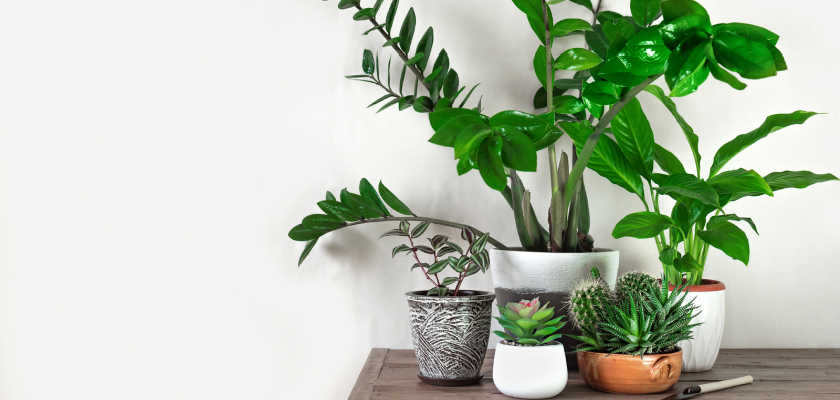 Gardening Safety & the Evidence on the Benefits of House Plants