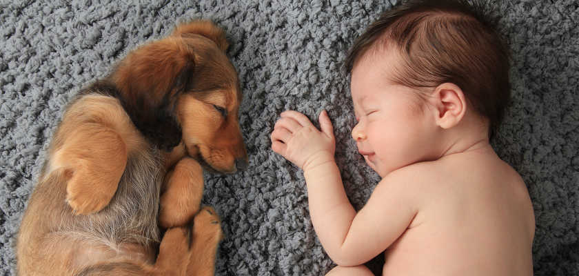 Navigating Pregnancy and a New Baby With a Dog