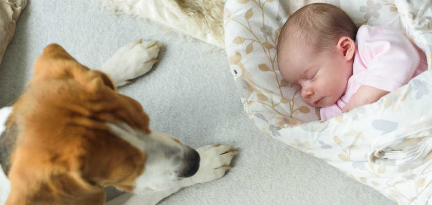 Troubleshooting Your Dog with a New Baby